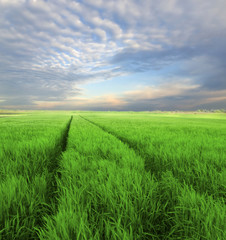 Obraz na płótnie Canvas wheat field