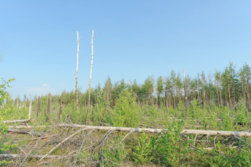 Obraz premium The wastelands from the forest fire in 2010 are overgrown with birches in central Russia