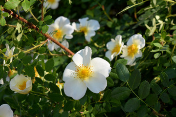 Solar white Dogrose. Beautiful card. Springtime.
