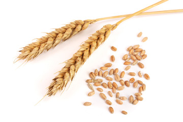 grain and ears of wheat isolated on white background. Top view