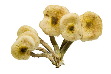 The fungus Armillaria light color of honey has an annular skirt, with a beautiful plate, usually, rounded down hat, covered with small scales.