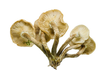 The fungus Armillaria light color of honey has an annular skirt, with a beautiful plate, usually, rounded down hat, covered with small scales.