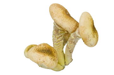 The fungus Armillaria light color of honey has an annular skirt, with a beautiful plate, usually, rounded down hat, covered with small scales.