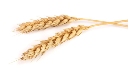 two ears of wheat isolated on white background. Top view