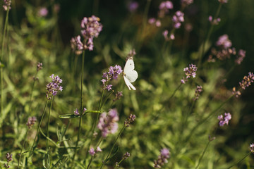 purple herbs at the field with butterfly