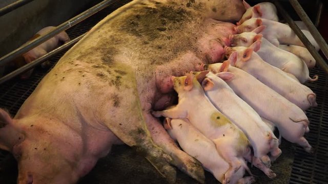 Piglets sucking sow milk