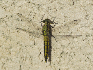 close up of a green Dragonfly