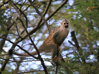 Squirrel Monkey standing in tree