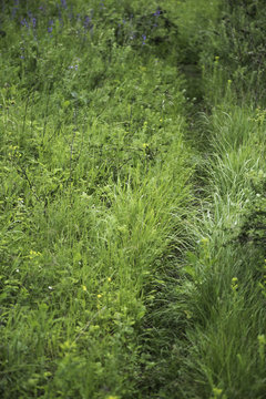 Trail in Grass © Oleg