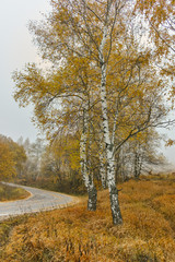 Fototapeta premium Autumn Landscape with yellow trees, Vitosha Mountain, Sofia City Region, Bulgaria