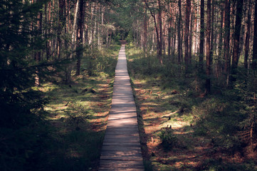 Obraz premium Sunlit Pine Forrest Path