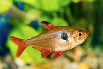 Tetra fish (Hyphessobrycon) in a aquarium - 171900341