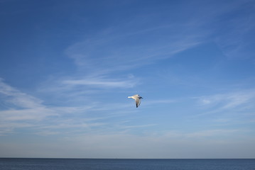 Seagull flying