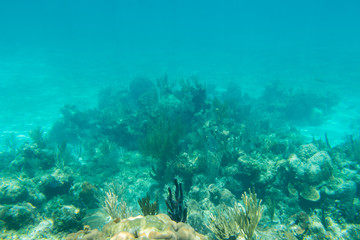 Naklejka na ściany i meble Underwater photography of the Caribbean Sea. Corals and fish