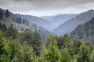 Whittemore Gulch Trail Views. Purisima Creek Redwoods Open Space Preserve, San Mateo County, California, USA.