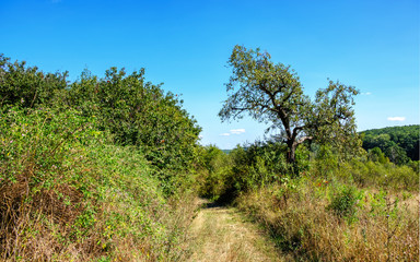 Obraz premium Countryside pathway 