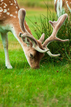 A Beautiful Red Spotted Dear Eating Grass At Bradgate Park, Leicester, England