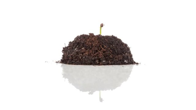 Growing Cabbage Time-Lapse on isolated white background