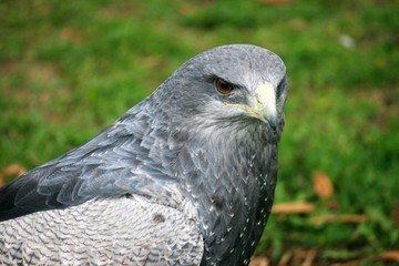 Eagle stare at prey