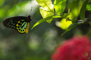 Green, yellow, and black butterfly on a green leaf