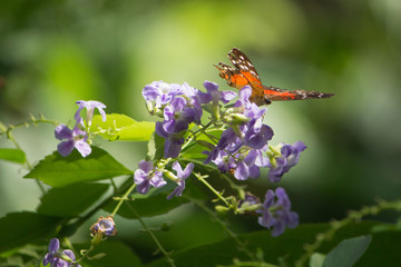 Orange viceroy butterfly pollinating purple flower
