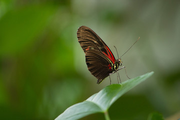 Fototapeta na wymiar brown and orange butterfly standing on a green leaf