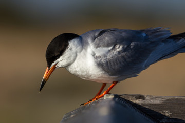 Tern looks for food while perched on a fence