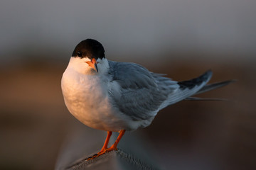 Tern perched on a fence in the setting sun with blurred background