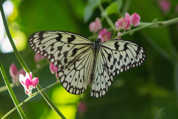 Fototapeta na wymiar Black and white malabar tree-nymph butterfly with pink flowers