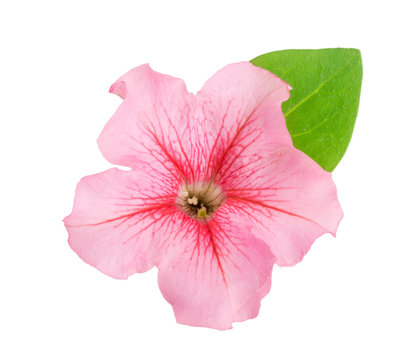 pink flower of petunia with green leaves isolated on white background
