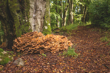 Riesenporling an großem Baumstamm