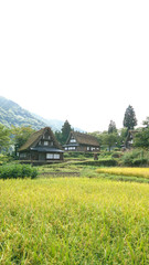 Fototapeta premium 世界遺産 五箇山の秋 相倉集落