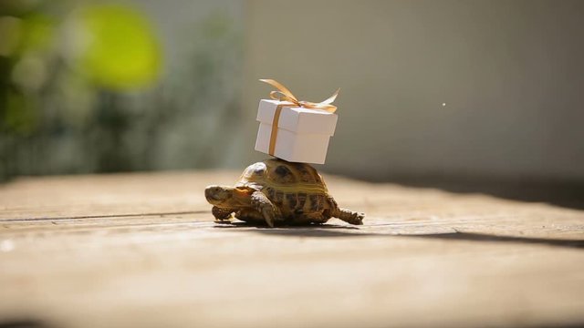 turtle bringing new fresh ideas and plans for the better future