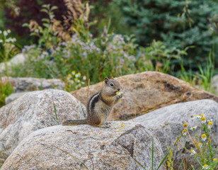 chipmunk chewing on a flower