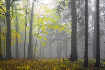 Autumn yellow forest with white fog.