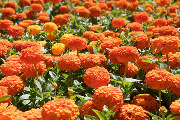 Orange Zinnia Flowers