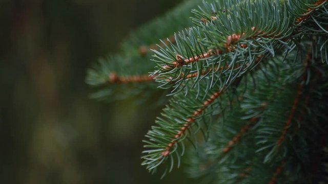 Green fir tree branch moving in the light wind breeze