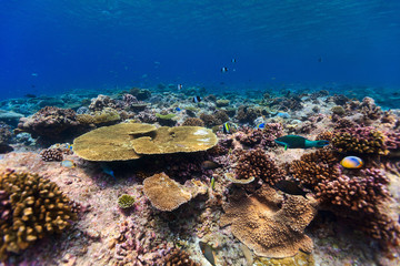 Coral reef underwater