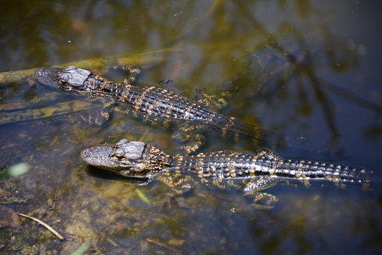 Baby Alligators in pond resting