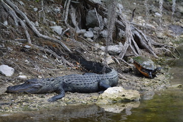 Alligator and turtle resting at waters edge