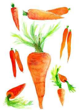 Яркая огромная морковка и отдельные по две и одной морковки. Акварель. 