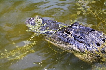 Alligator resting in the water