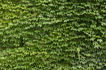 Ivy Background with Vertical Tendril
