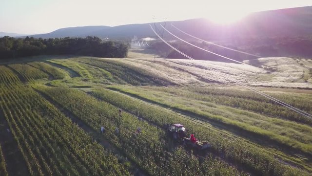 Aerial of rows and rows of cornfield with people picking corn and tractor nearby and powerlines.