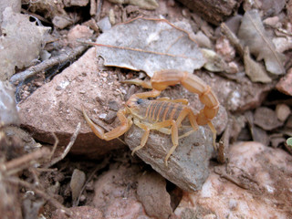closeup of an european scorpion, Buthus