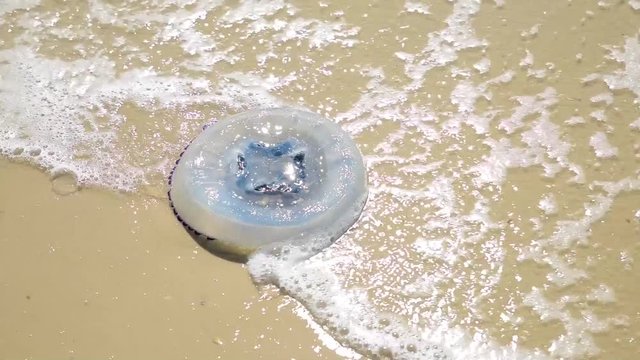 white jellyfish thrown out of the sea on a sandy beach, summer sunny day
