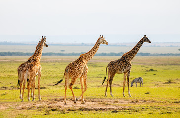 Fototapeta premium Giraffes in safari park