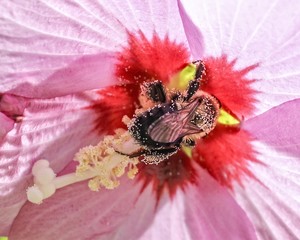 Obraz na płótnie Canvas Bee Taking Pollen from Rose of Sharon Flower