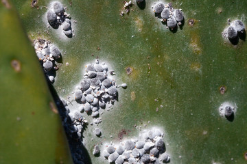 Closeup cochineal Dactylopidae insects of a cactus tree