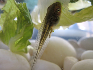 closeup of an tadpole
